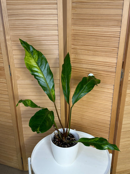 Anthurium hookeri variegated