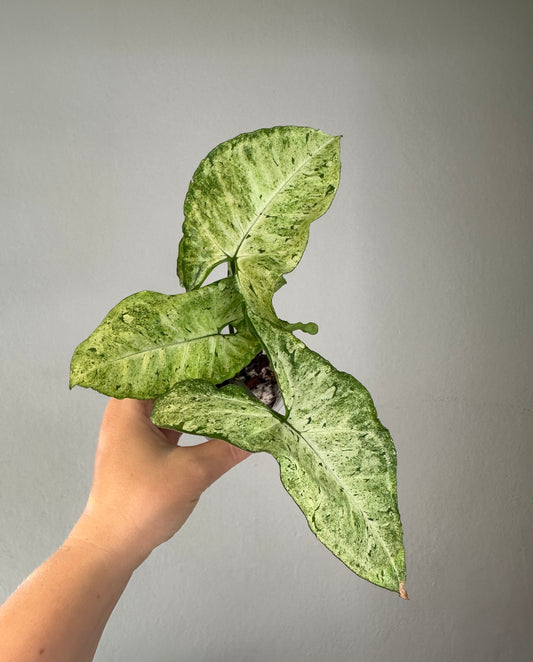 Syngonium green freckles