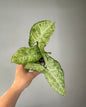 Syngonium green freckles