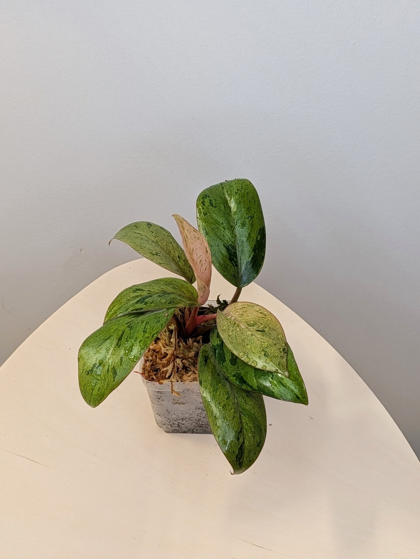 Philodendron green Congo mint dwarf variegated