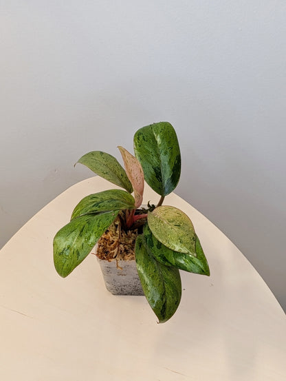 Philodendron green Congo mint dwarf variegated