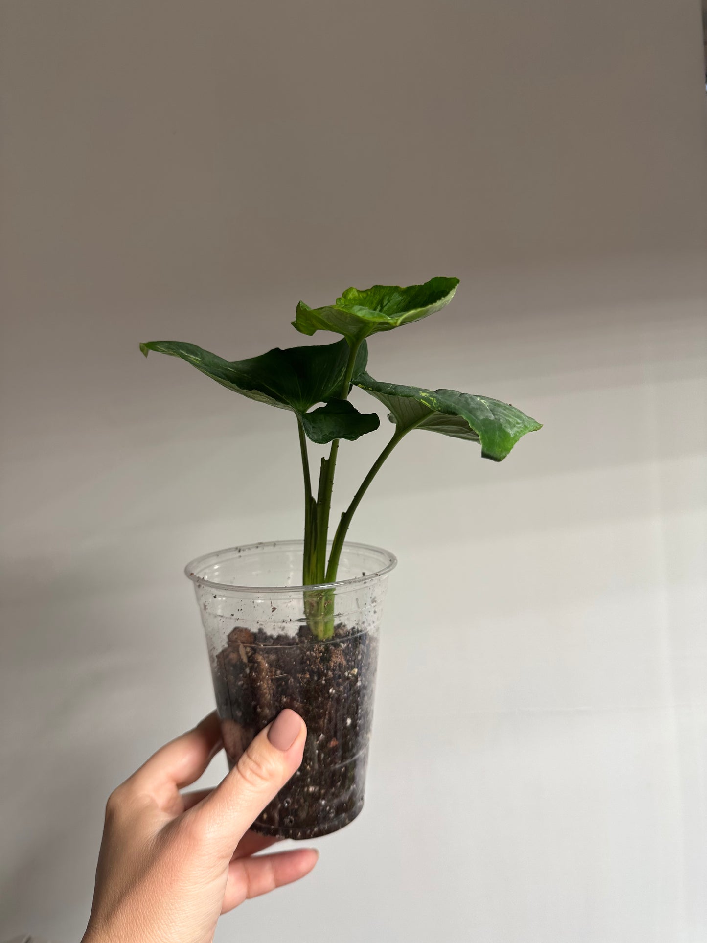 Syngonium scrambled eggs 🍳  low variegation