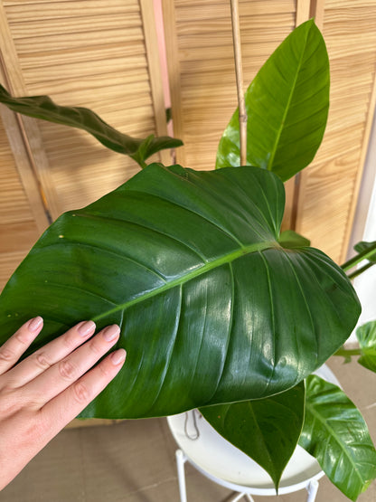 Philodendron melinonii XL / only pick up & delivery & shipping to Ontario
