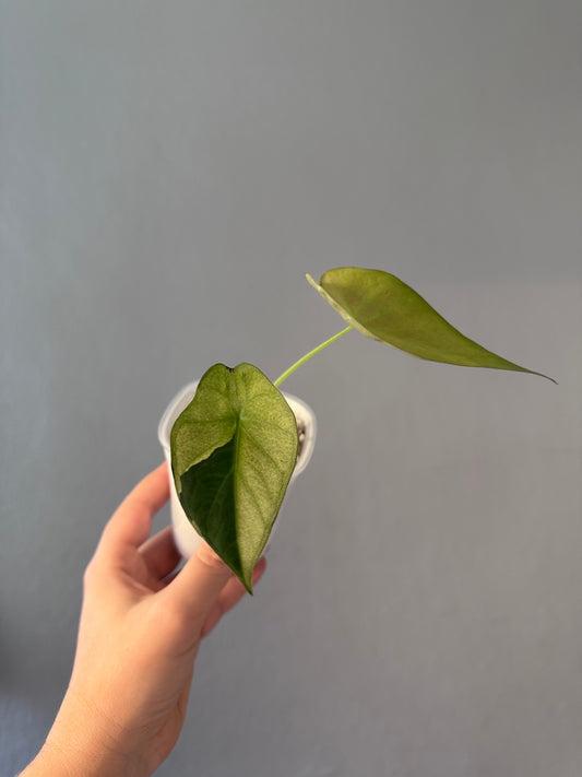 Alocasia regal shields mint variegated/ homegrown