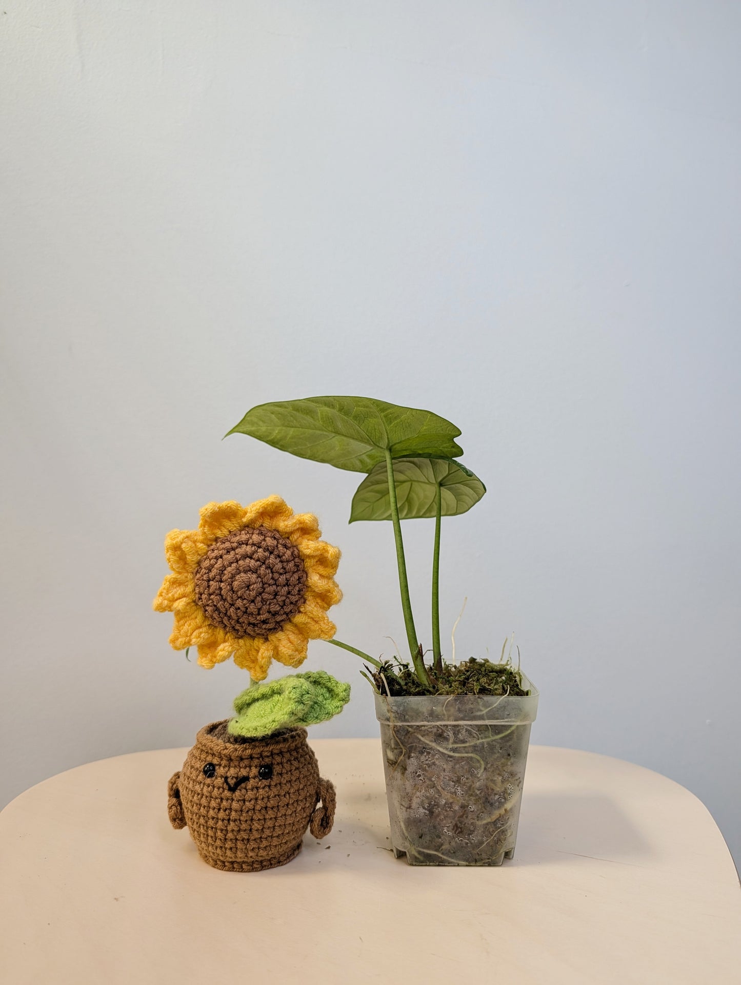 Alocasia sinuata albo mint variegated