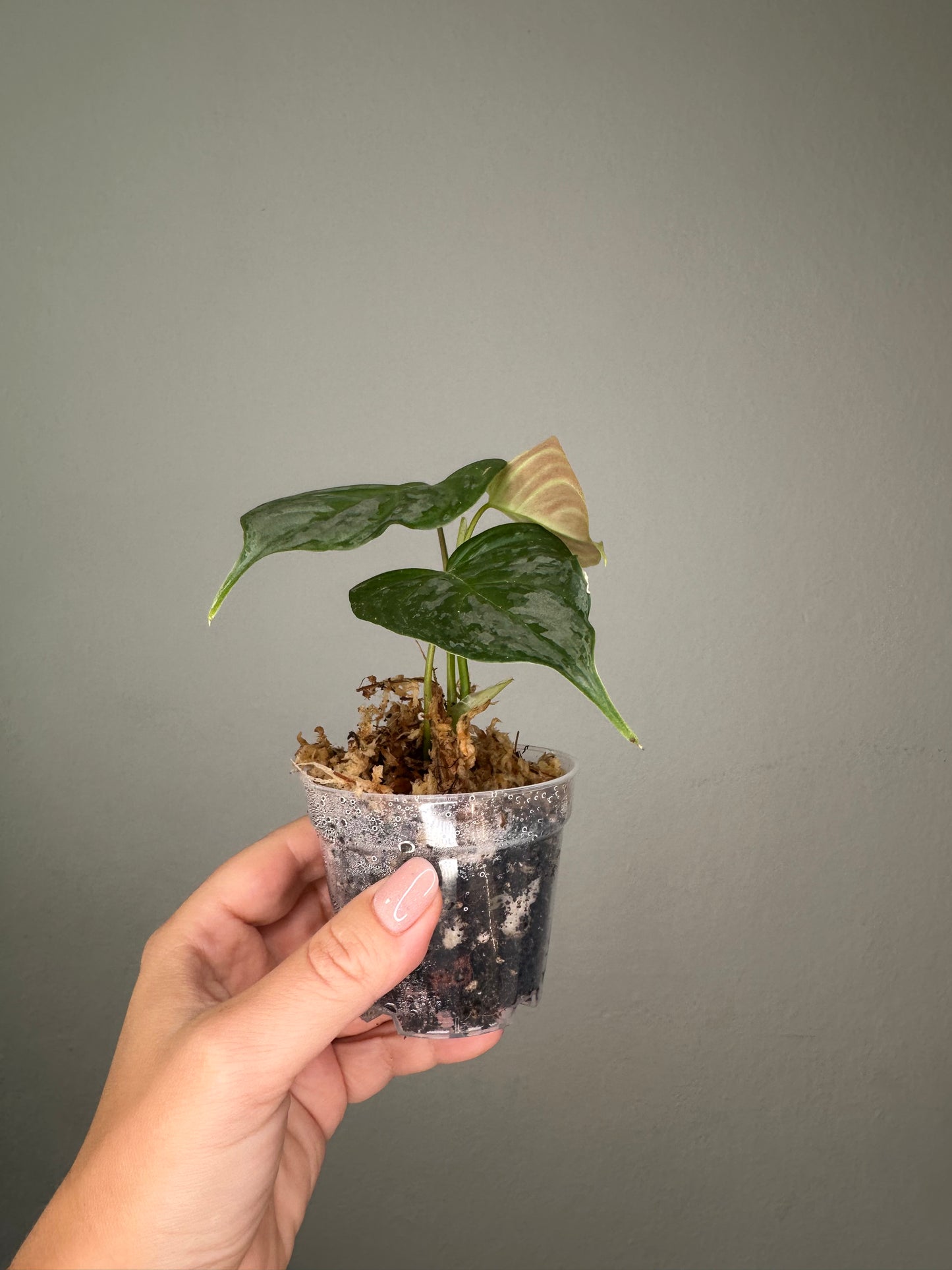Philodendron sodiroi
