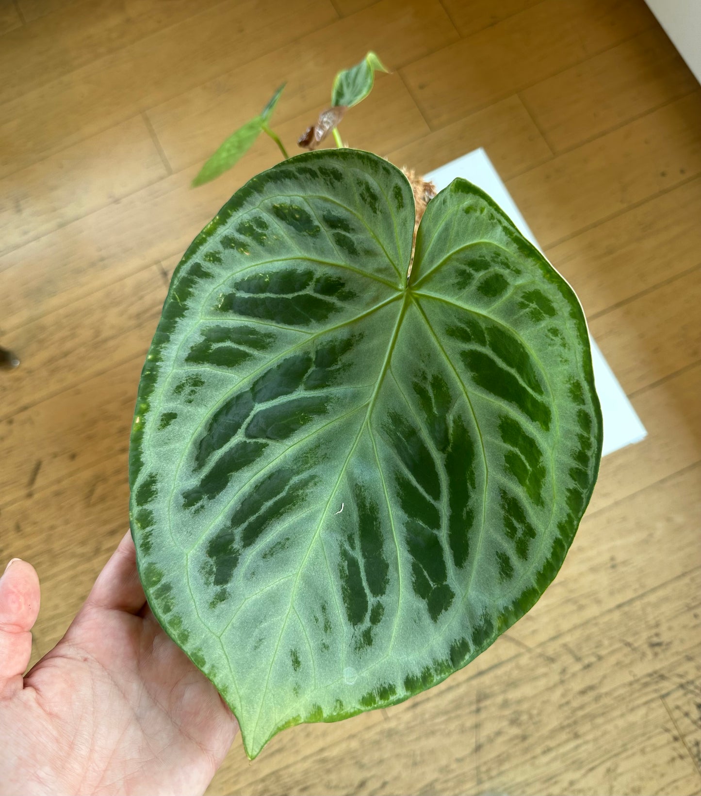 Anthurium silver blush/ homegrown in Toronto 🇨🇦