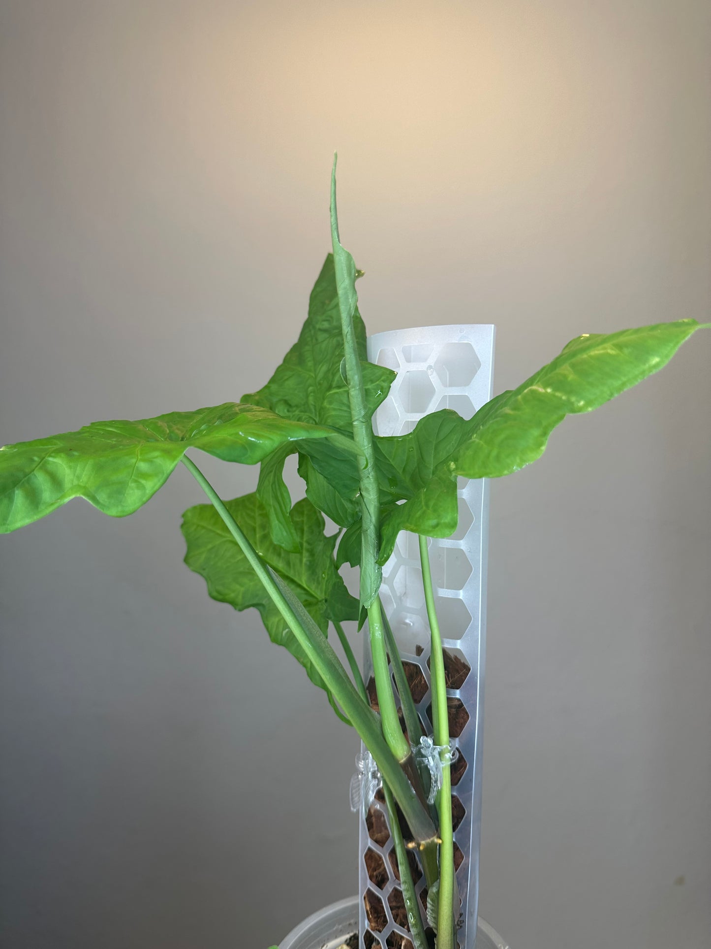 Syngonium steyermakii / RARE