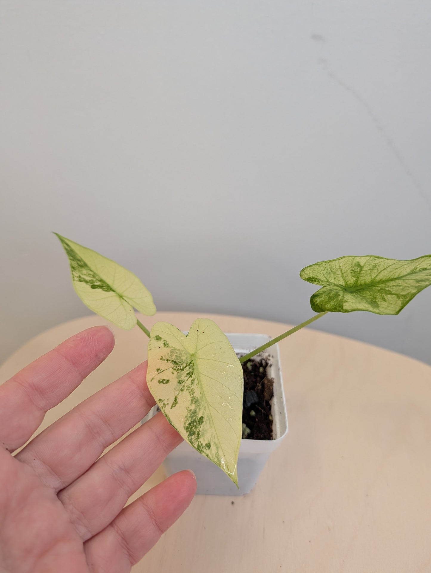 Alocasia odora albo mint variegated