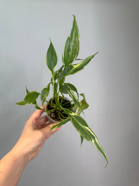 Spathyphillum var