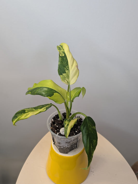 Philodendron domesticum variegated