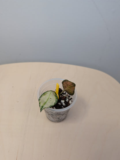 Hoya nabawanensis panaché / une bouture avec une nouvelle pousse et des racines