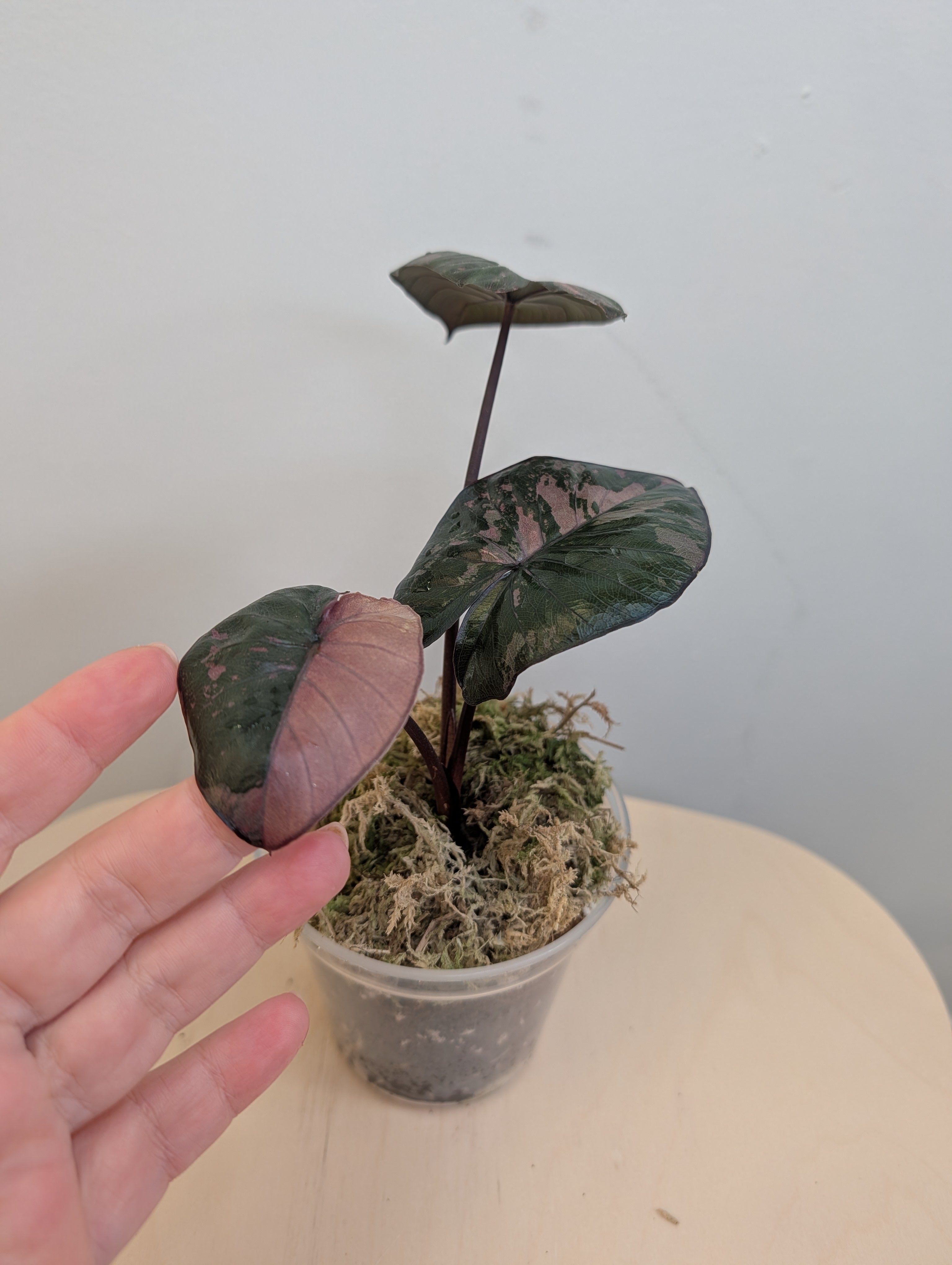 Alocasia serendipity pink variegated – Sunflower Plant Shop