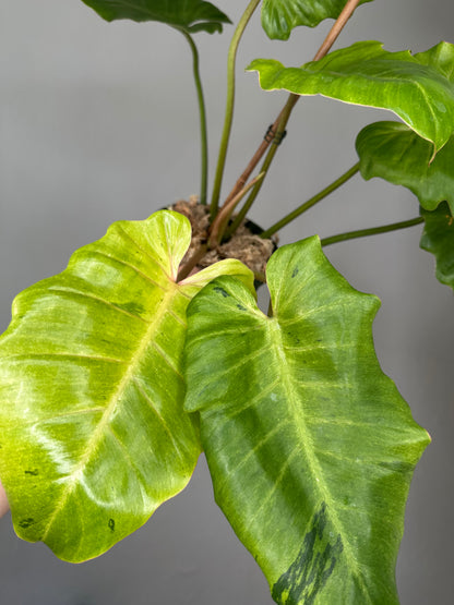Philodendron snowdrift / easy to care for and beautiful