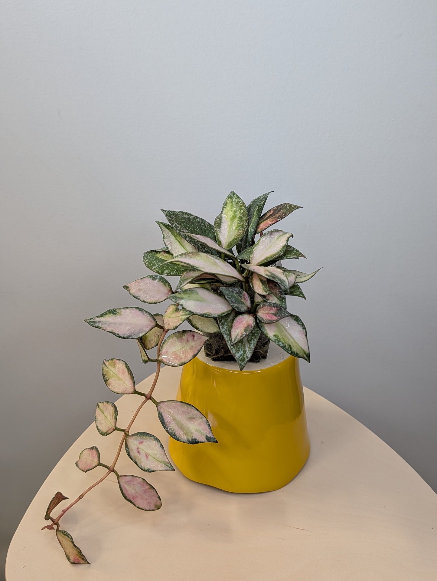 Hoya nabawanensis variegated