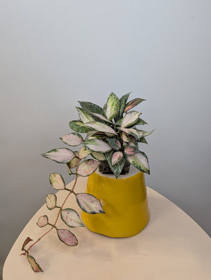 Hoya nabawanensis variegated