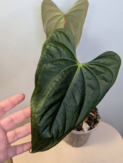 Anthurium forgetti & nigro Gigi