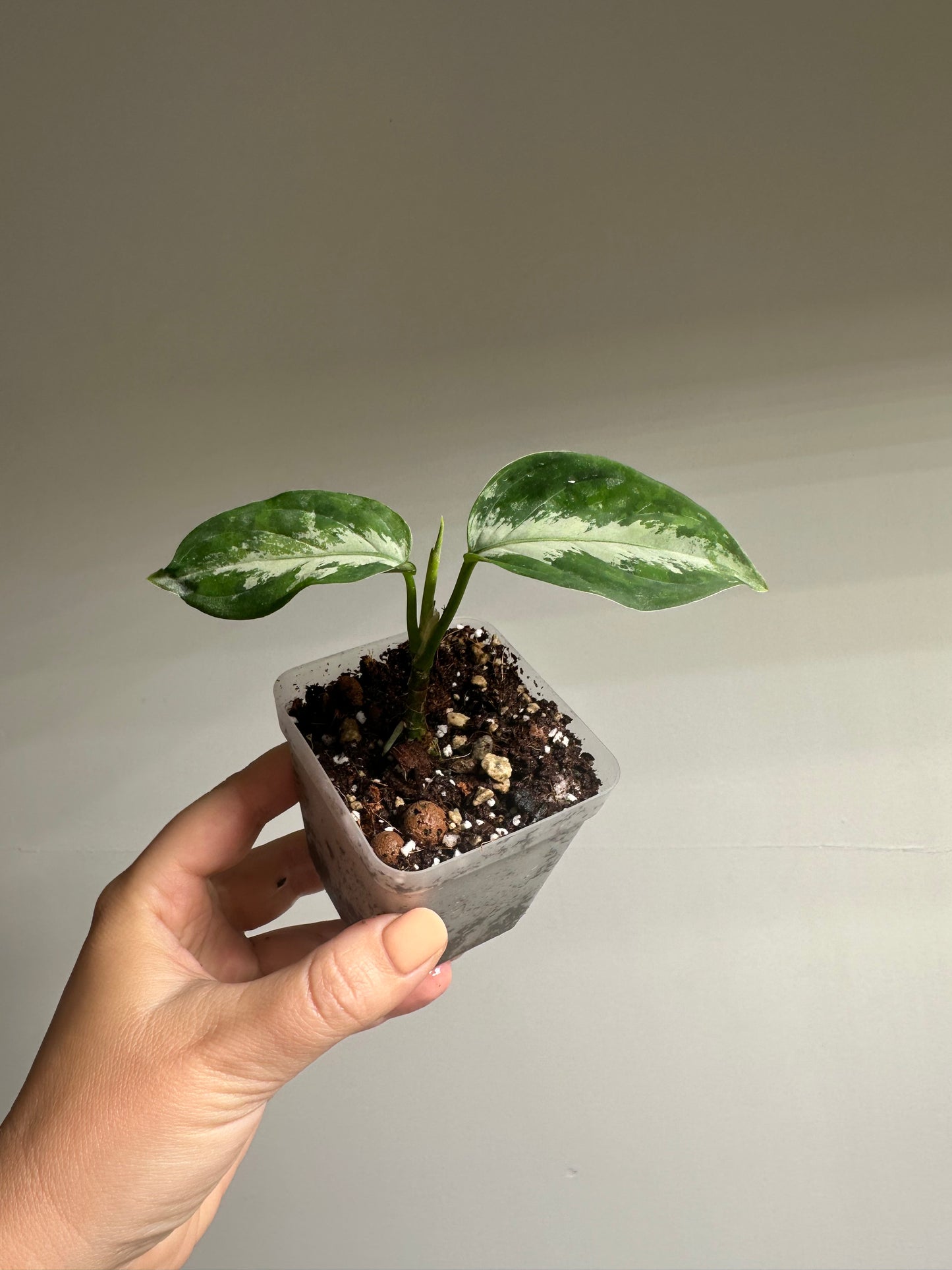 Aglaonema Pictum Tricolor / Aglaonema camouflage / velvety leaves