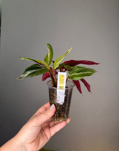 Stromanthe horticolor / rare stromanthe