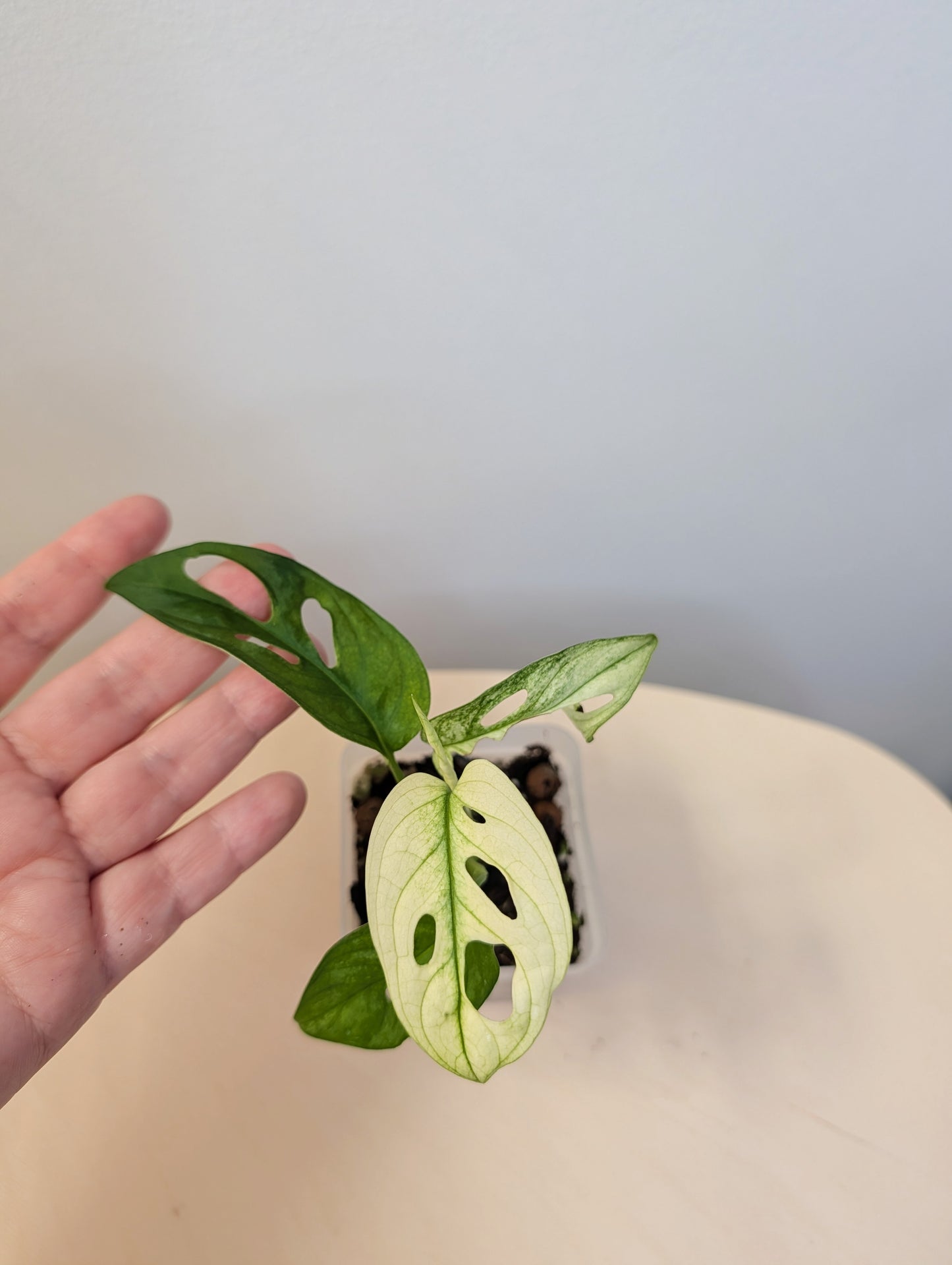 Monstera adansonii archipelago ghost