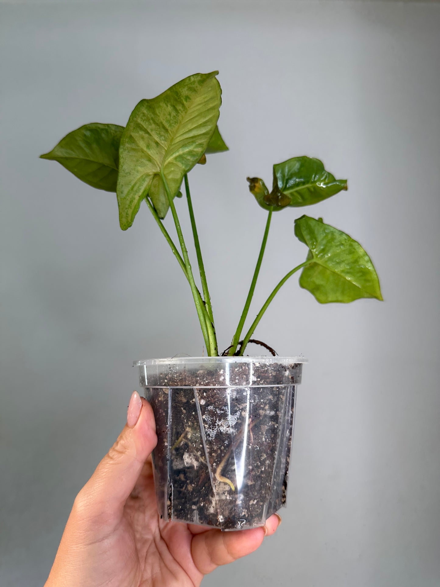 Syngonium pink freckles