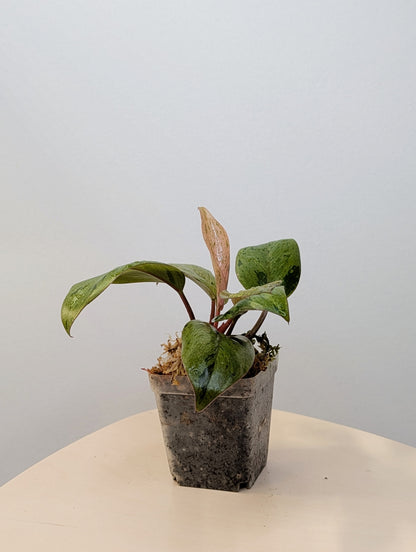 Philodendron green Congo mint dwarf variegated