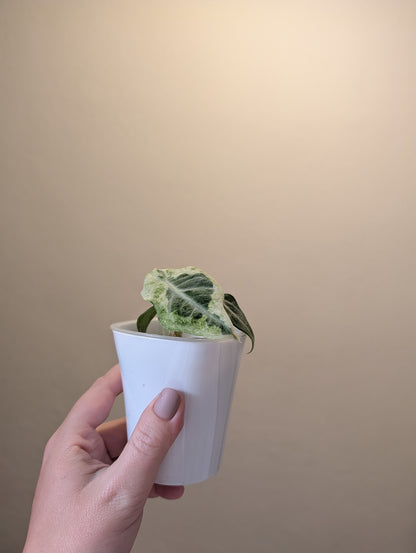 Alocasia ninja variegated