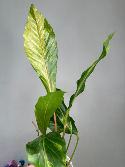 Anthurium hookeri variegated