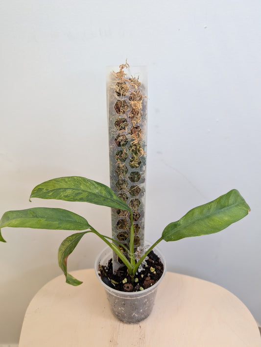 Epipremnum giganteum variegated