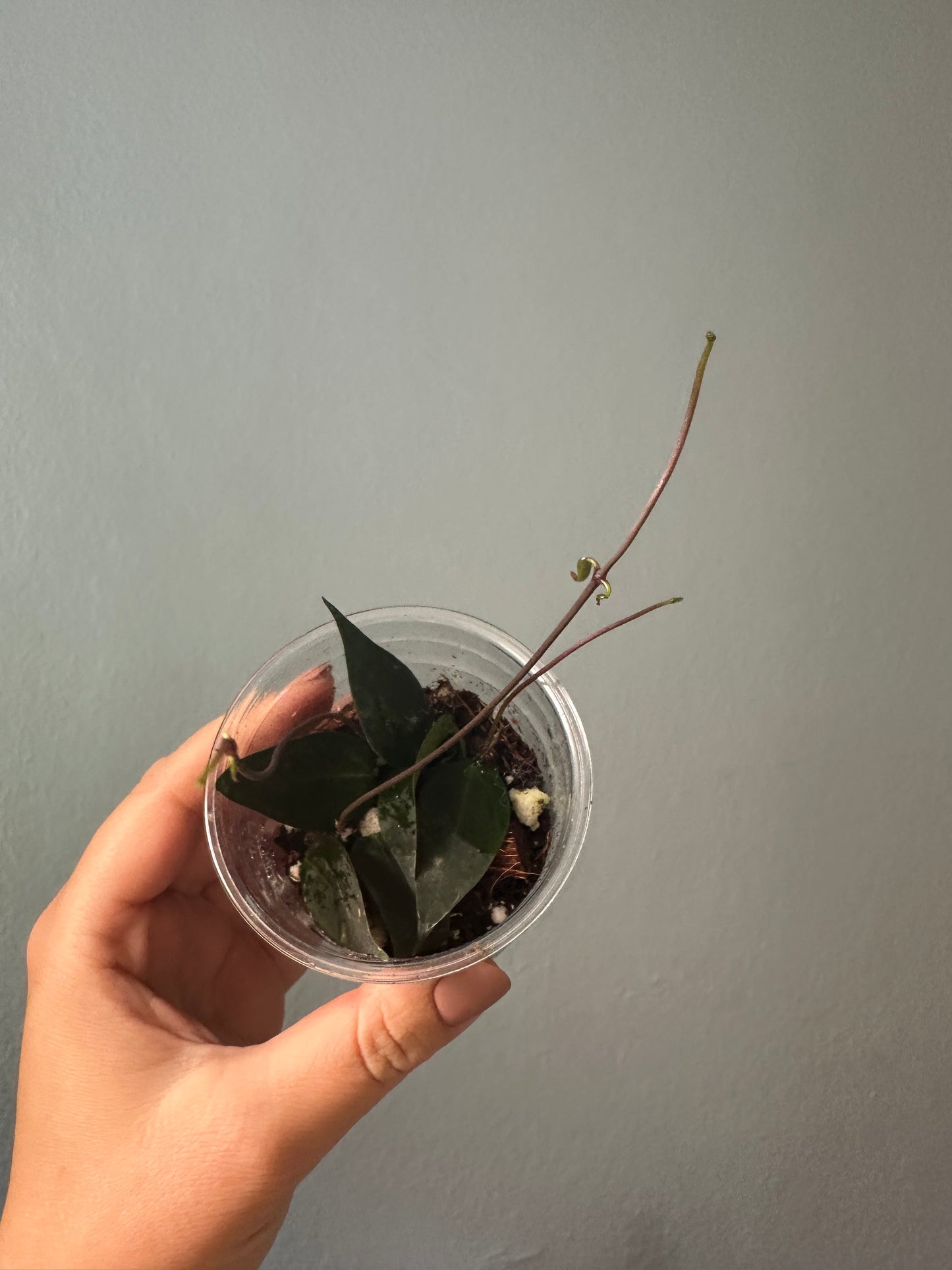 Hoya Carrii / velvety leaves