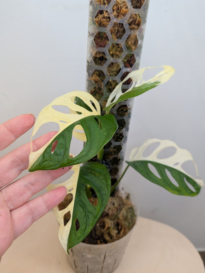 Monstera adansonii albo
