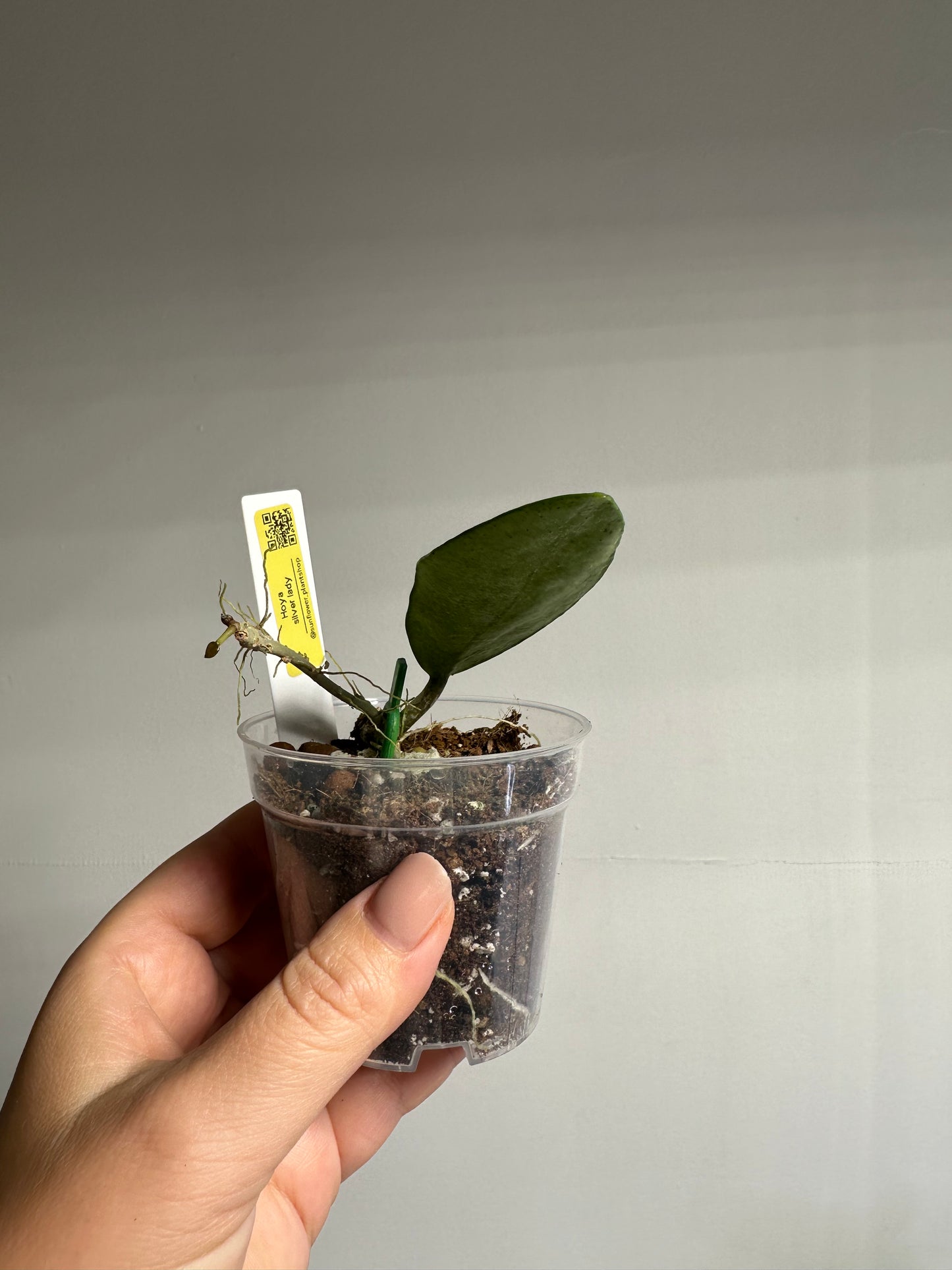 Hoya Silver lady