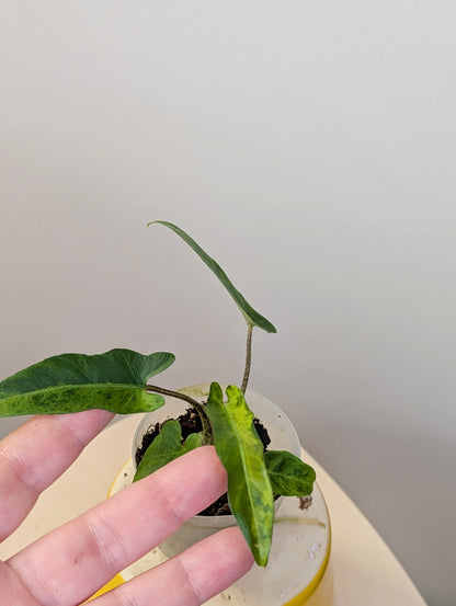 Alocasia lauterbachiana yellow variegated
