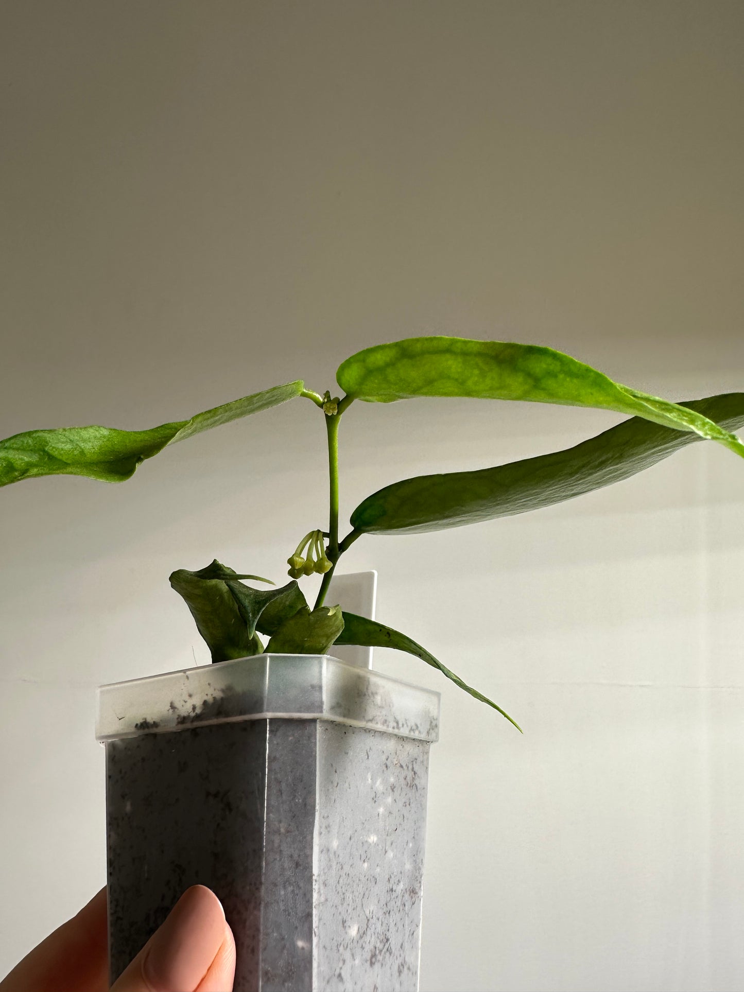 Hoya pandurata splash