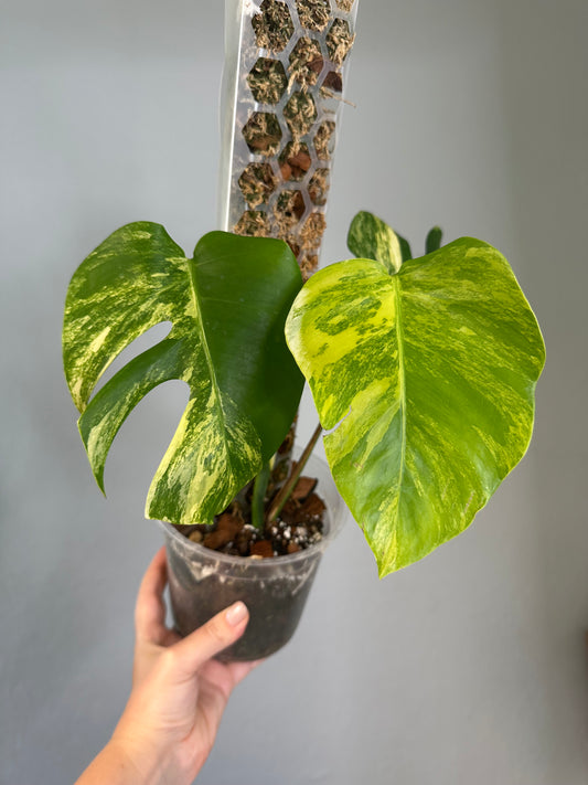 Monstera yellow variegated