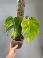 Monstera yellow variegated