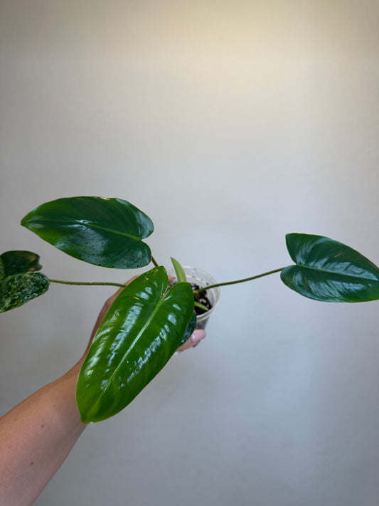 Philodendron burle Marx mint reverted / gift with a purchase