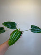 Philodendron burle Marx mint reverted / gift with a purchase