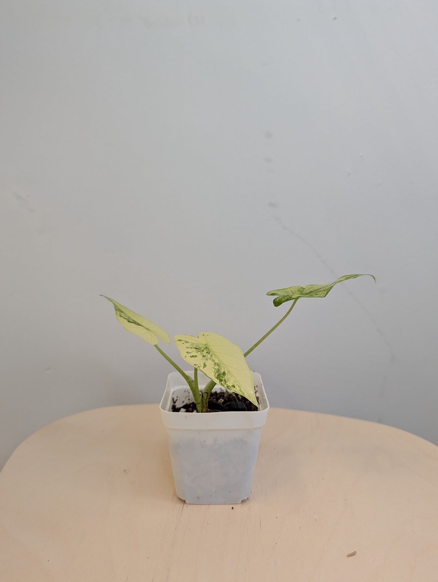 Alocasia odora albo mint variegated