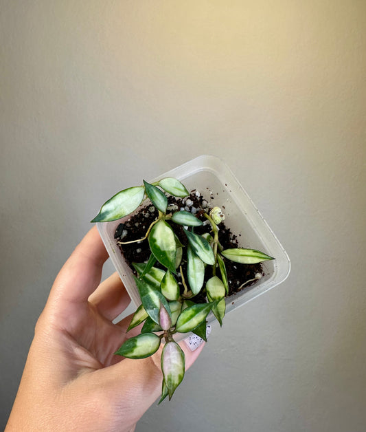 Hoya lacunosa variegated
