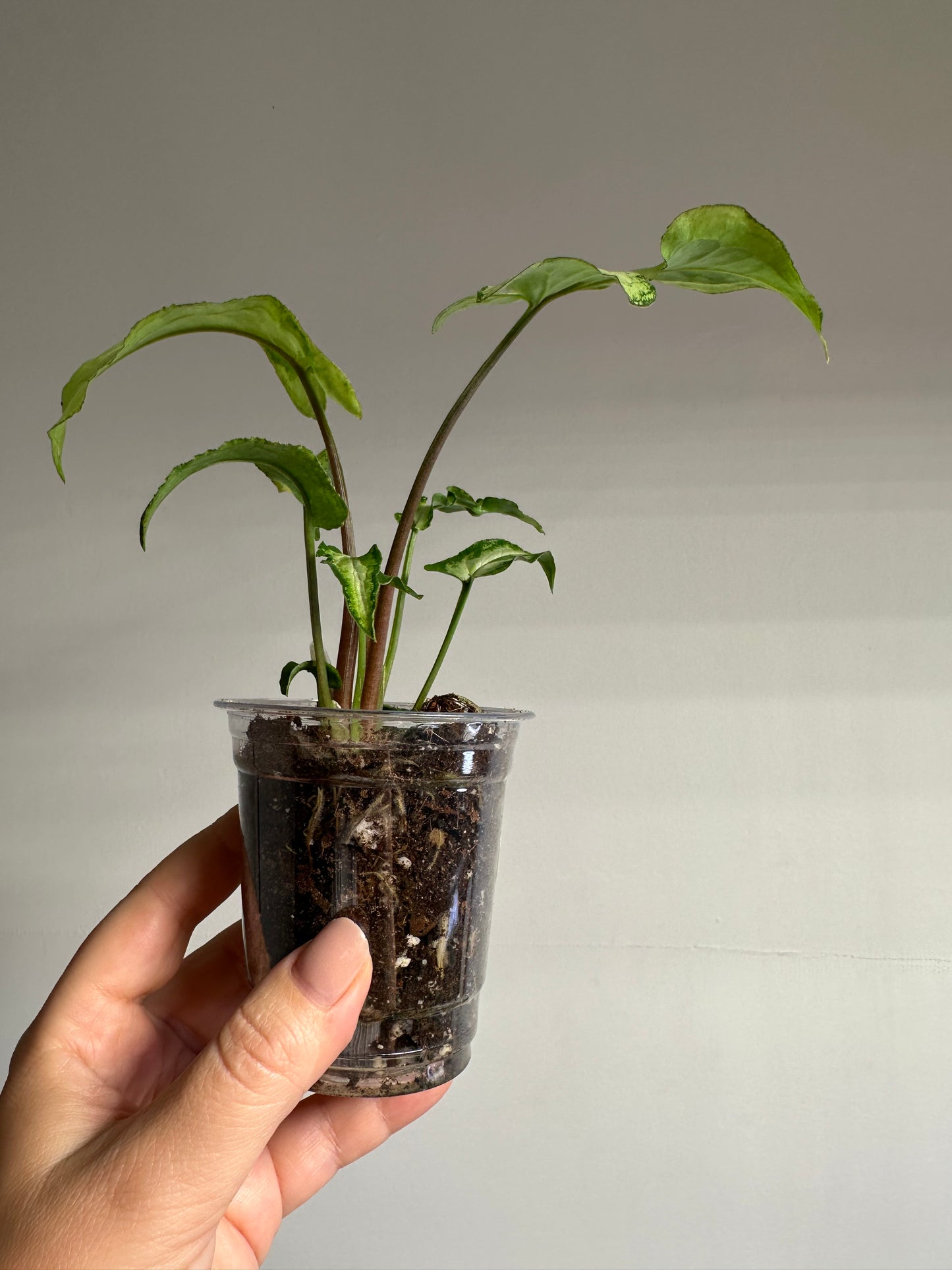 Syngonium three kings