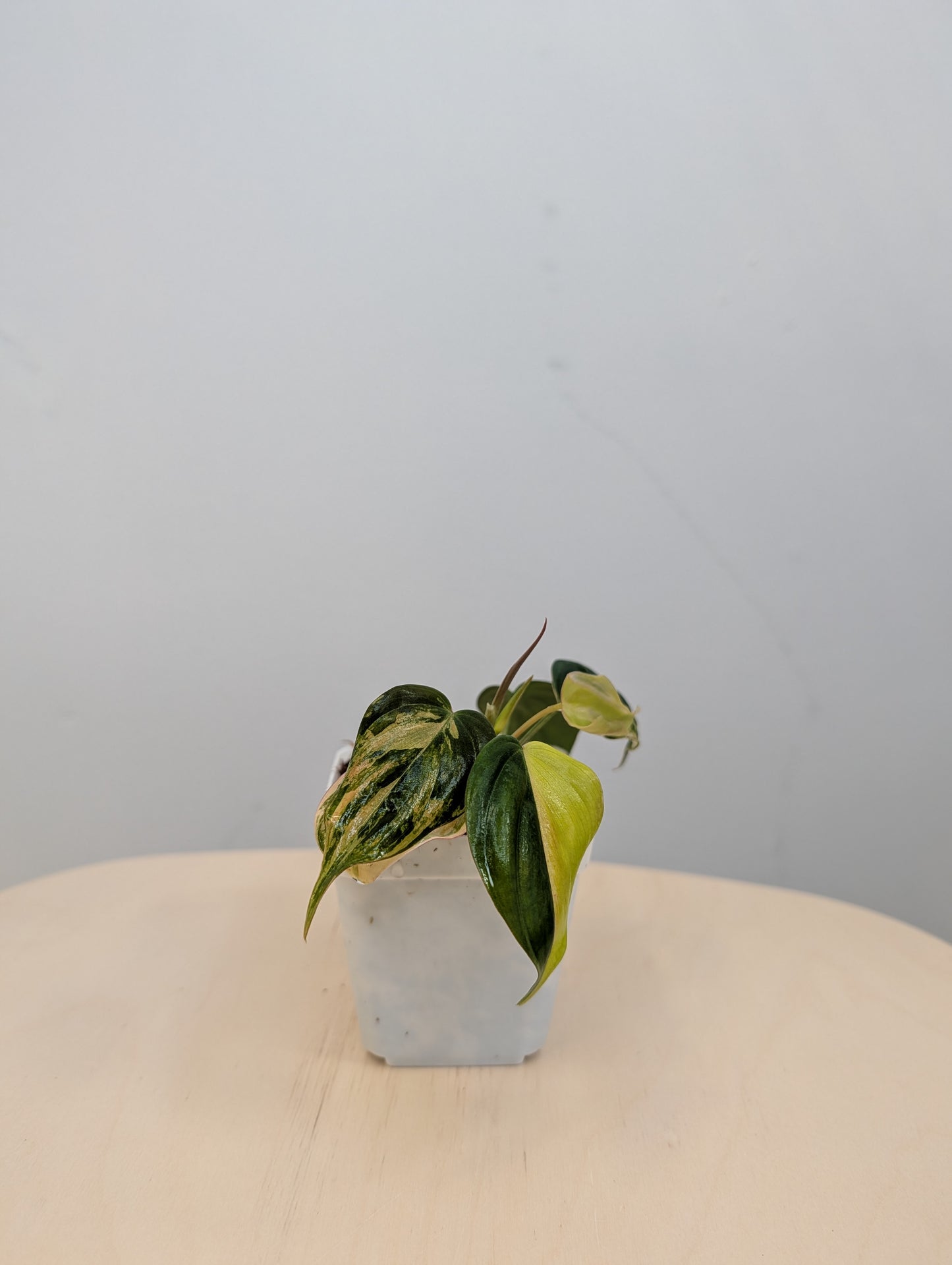 Philodendron Micans  variegated