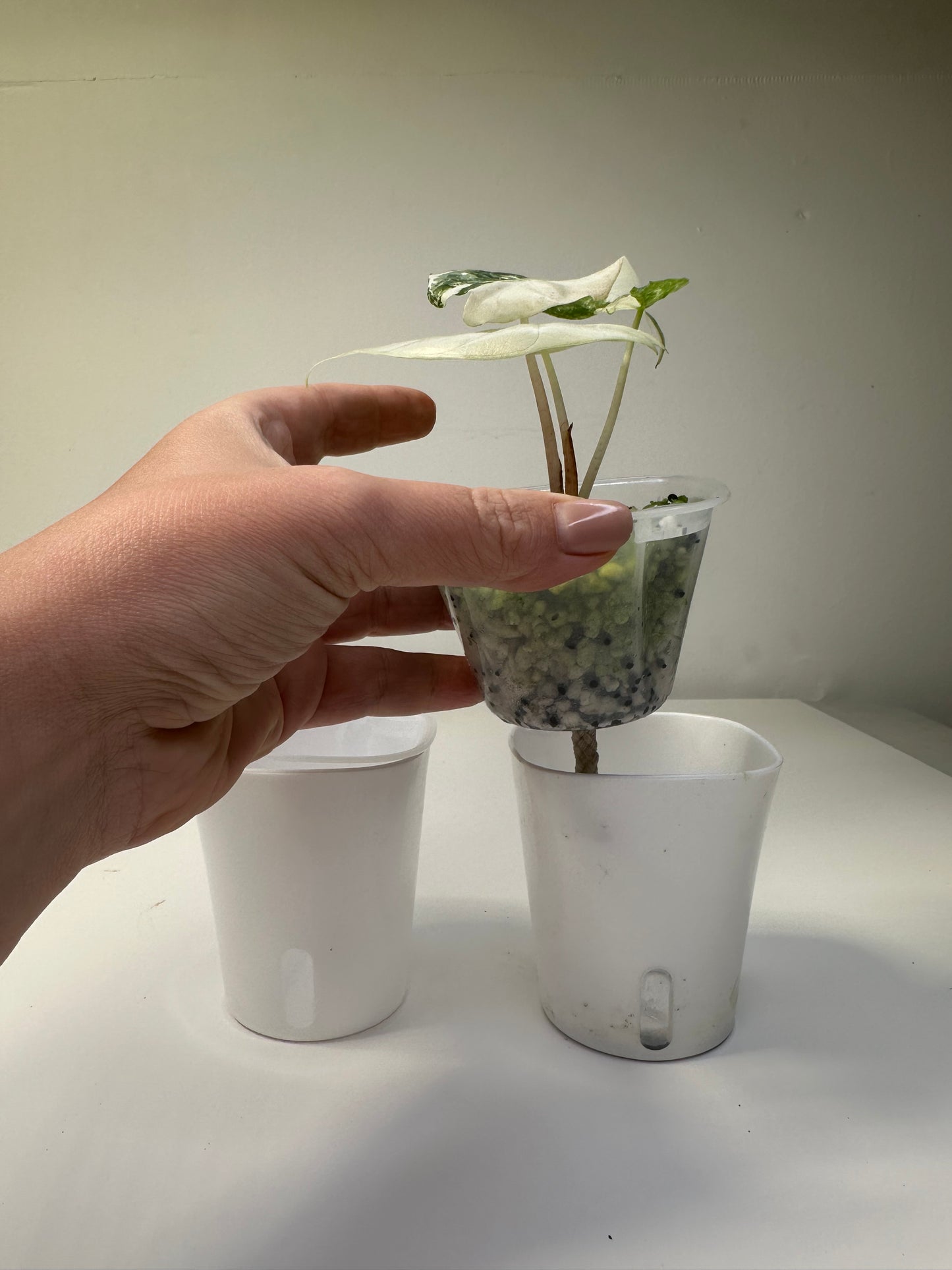 Self watering pots, transparent inserts