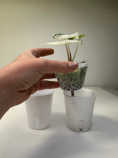 Self watering pots, transparent inserts