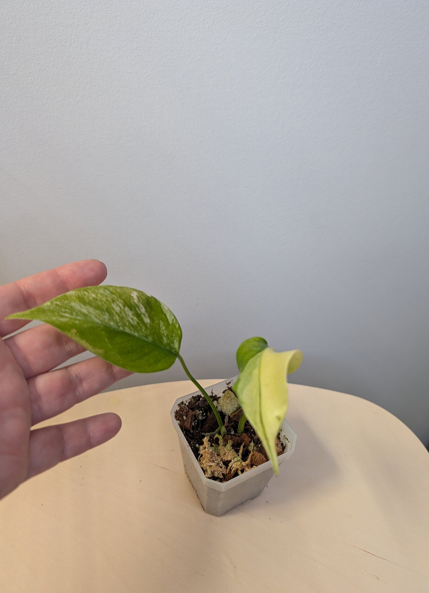 Monstera yellow variegated