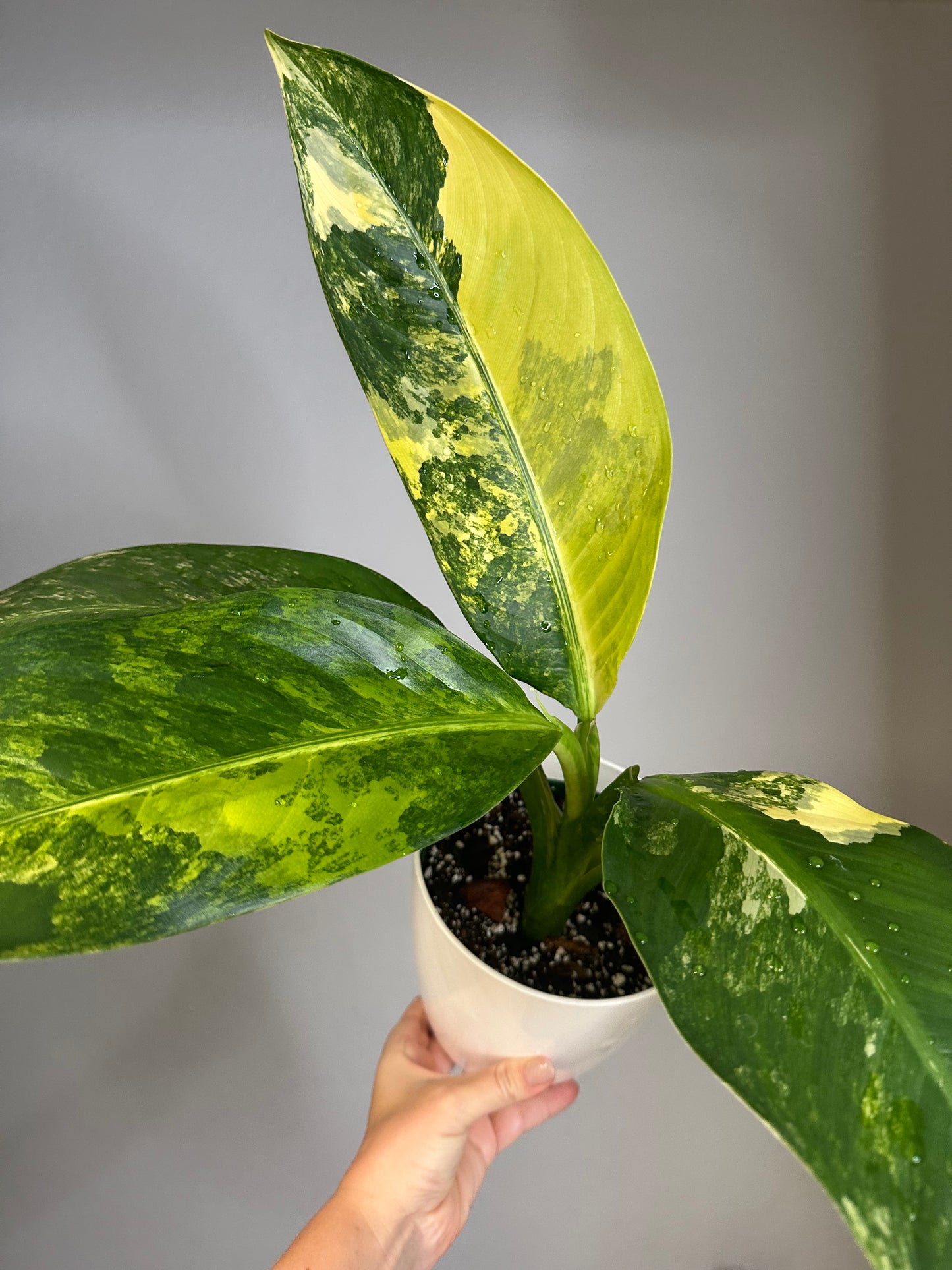 Dieffenbachia Variegated