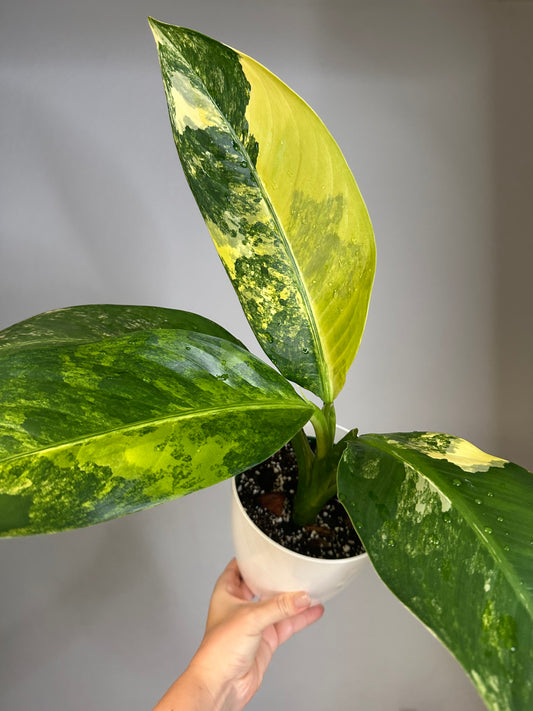 Dieffenbachia Variegated