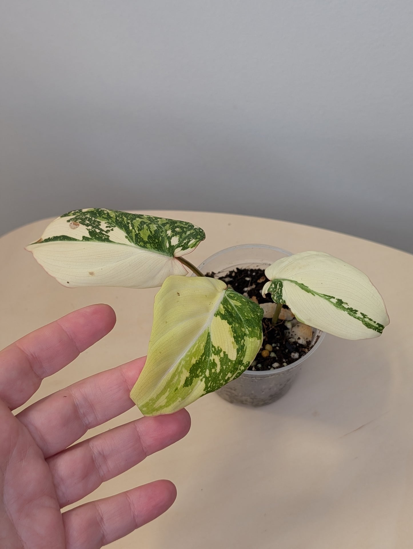 Philodendron gloriosum variegated