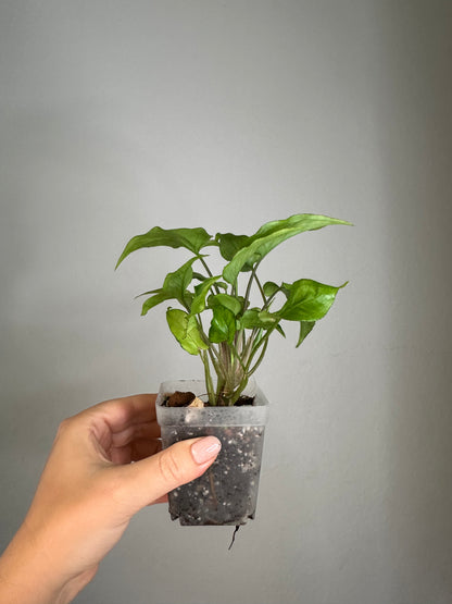Syngonium Ngern Lai Ma