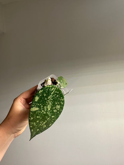 Hoya Vilosa Dang / the fuzzy underside of a leaf